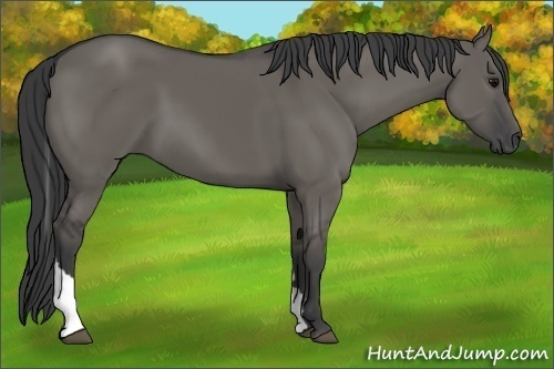 Horse Color:Grullo Tobiano 