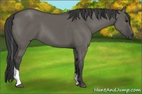 Horse Color:Grullo Tobiano