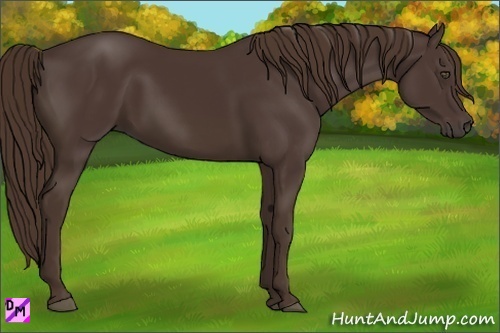 Horse Color:Liver Chestnut 