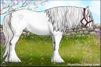 Horse Color:Silver Amber Champagne Splash Appaloosa 
