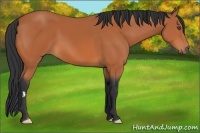 Horse Color:Bay Frame 