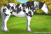 Horse Color:White Spotted Black Splash