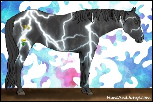Horse Color:Black  Brindle