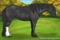 Horse Color:Black Brindle