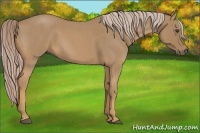 Horse Color:Palomino Roan 