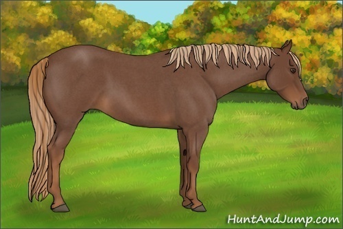 Horse Color:Unknown 