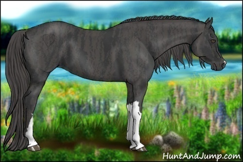 Horse Color:Black  Brindle