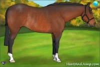 Horse Color:Bay Rabicano 