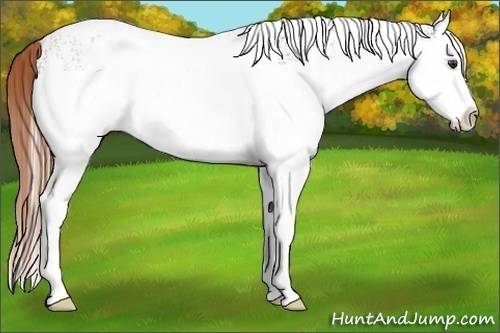 Horse Color:White Spotted Chestnut Splash 