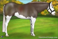 Horse Color:Liver Chestnut Splash 