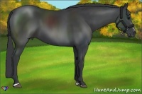 Horse Color:Black Sabino 