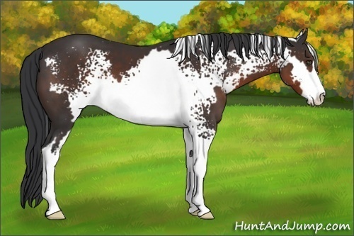 Horse Color:White Spotted Brown Sabino Frame 