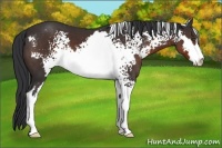 Horse Color:White Spotted Brown Sabino Frame