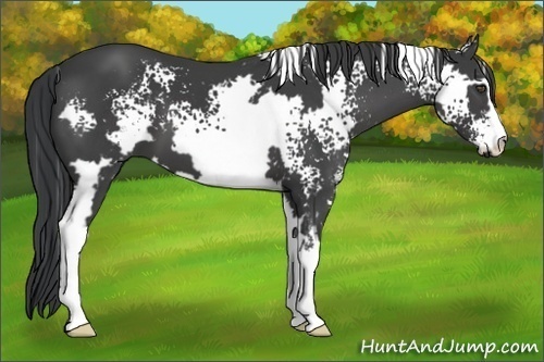 Horse Color:White Spotted Black Sabino Frame
