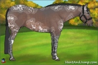 Horse Color:Bay Ice 