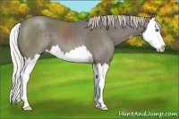 Horse Color:Silver Smoky Black Sabino Splash