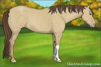 Horse Color:Classic Cream Champagne Dun 