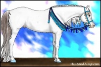 Horse Color:Brown Appaloosa 