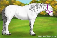 Horse Color:White Spotted Black Splash Appaloosa