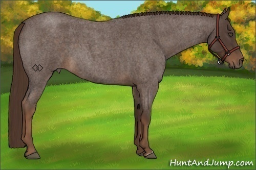 Horse Color:Liver Red Roan Frame 