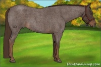 Horse Color:Liver Red Roan Frame