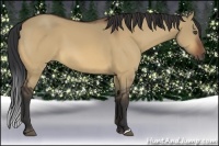 Horse Color:Bay Dun