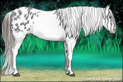 Horse Color:Blue Roan Varnish 