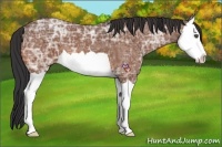 Horse Color:Bay Ice Splash 