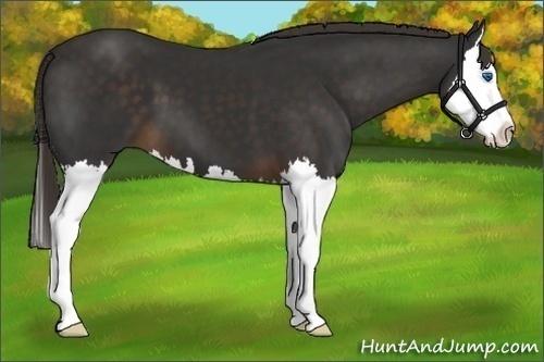 Horse Color:Liver Chestnut Splash 