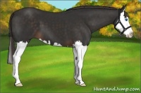 Horse Color:Liver Chestnut Splash 