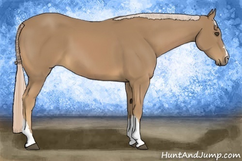 Horse Color:Palomino