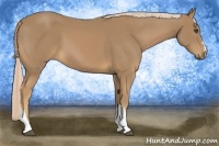 Horse Color:Palomino 