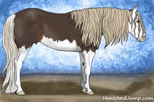 Horse Color:Liver Chestnut Splash 