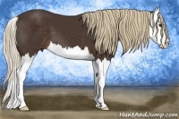 Horse Color:Liver Chestnut Splash