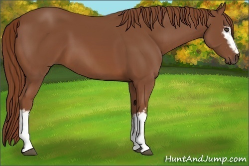Horse Color:White Spotted Chestnut 