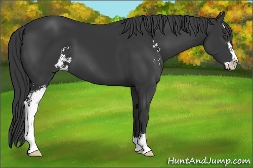 Horse Color:Unknown 