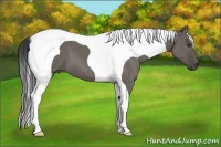 Horse Color:Grullo Tobiano Frame 