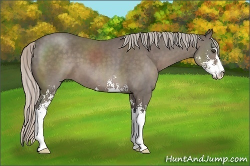 Horse Color:Unknown 
