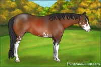Horse Color:Unknown 