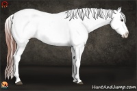 Horse Color:Brown Dun Near Leopard