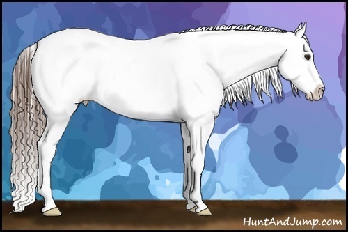 Horse Color:Liver Chestnut Near Leopard 