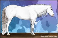 Horse Color:Liver Chestnut Near Leopard 