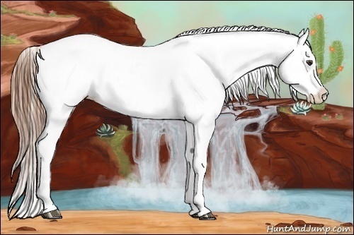 Horse Color:Chestnut Splash Appaloosa 