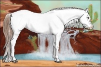 Horse Color:Chestnut Splash Appaloosa 