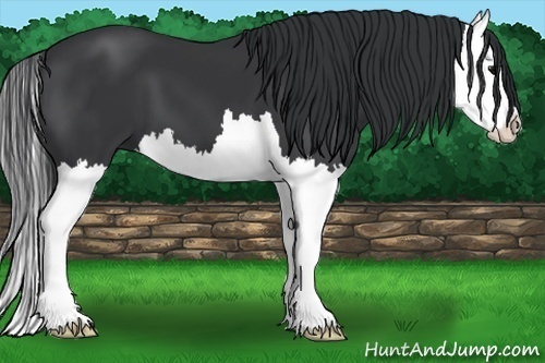 Horse Color:Black Splash