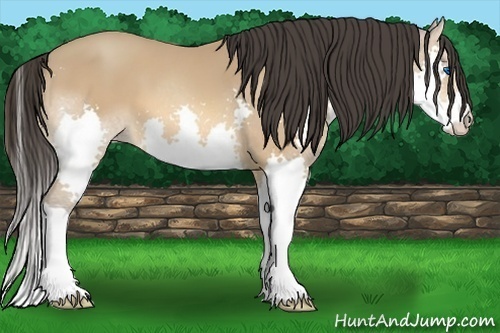 Horse Color:Amber Champagne Splash 