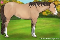 Horse Color:Amber Champagne Sabino