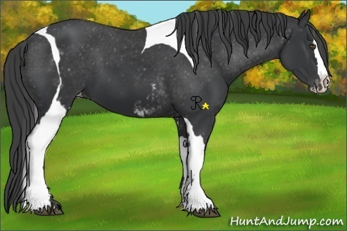 Horse Color:White Spotted Black Splash Tobiano Frame Varnish