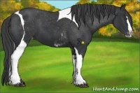 Horse Color:White Spotted Black Splash Tobiano Frame Varnish 