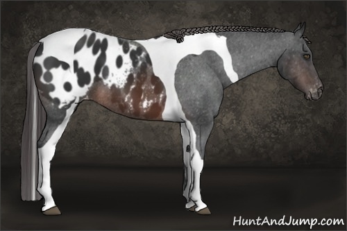Horse Color:Brown Tobiano Frame Appaloosa 